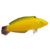 Banana_Wrasse