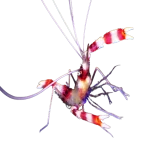 Banded Coral Shrimp