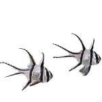 Bangai Cardinal (Pterapogon kauderni)