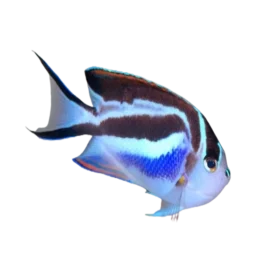 Bellus Angelfish (Genicanthus Bellus)