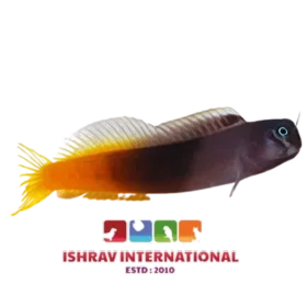Bi Colour Blenny Fish