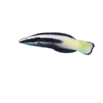 Bicolor cleaner wrasse (Labroides bicolor)
