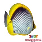 Black Back Butterfly Fish