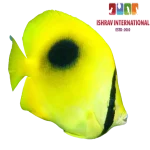 Black Blotched Butterfly Fish