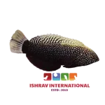 Black Leopard Wrasse Fish