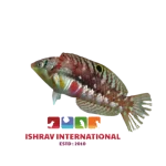 Bleeding_Heart_Wrasse-removebg-preview