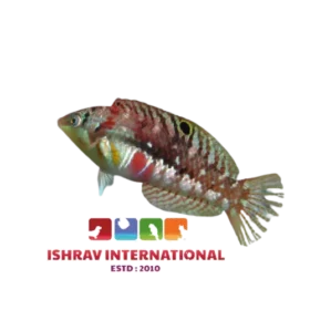 Bleeding_Heart_Wrasse-removebg-preview