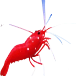 Blood Red Fire Shrimp