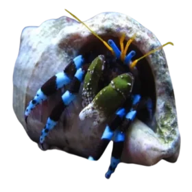 Blue Leg Hermit Crab