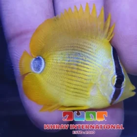 Blue Blotched Yellow Butterfly Fish