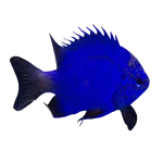 Blue Sapphire Damselfish (Chrysiptera cf. springeri)
