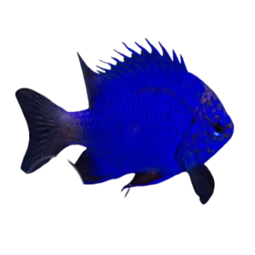 Blue Sapphire Damselfish (Chrysiptera cf. springeri)