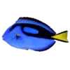 Blue Tang