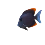 Bristletooth Tomini Tang (Ctenochaetus tominiensis)