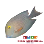 Bristletooth Tang Fish