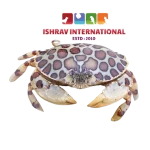 Calico Crab