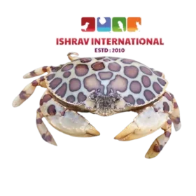 Calico Crab