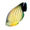 Red Stripe Angelfish (Centropyge eibli)