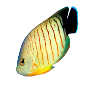 Red Stripe Angelfish (Centropyge eibli)