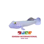 Chalk Goby Fish