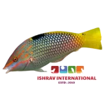 Checkerboard_Wrasse