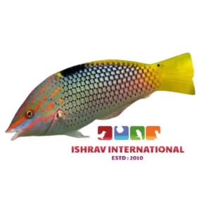 Checkerboard_Wrasse