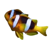 Clarky-Clown-Fish-RED-SEA