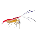Cleaner Shrimp