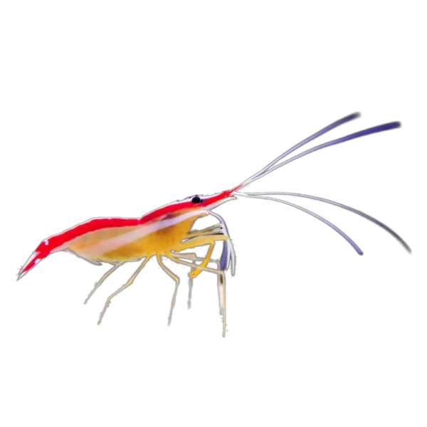 Cleaner Shrimp