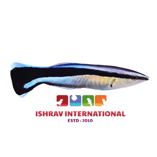 Cleaner-Wrasse-Ishrav