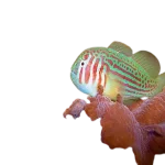 Clown Goby, Green (Gobiodon atrangulatus)