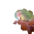 Clown Goby, Green (Gobiodon atrangulatus)