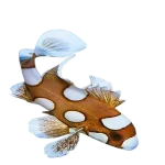 Clown Sweetlips (PLECTORHINCHUS CHAETODONOIDES)