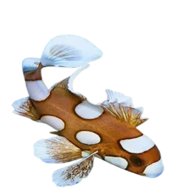 Clown Sweetlips (PLECTORHINCHUS CHAETODONOIDES)