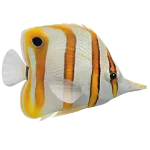 Copper Band Butterflyfish (Chelmon rostratus)