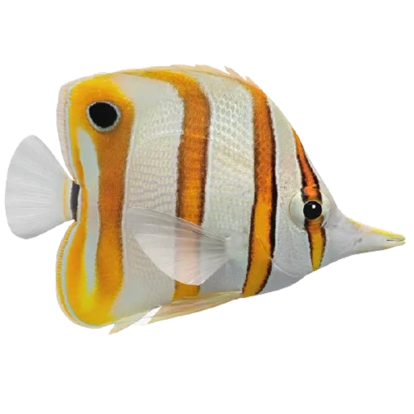 Copper Band Butterflyfish (Chelmon rostratus)