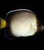 smoke angel fish