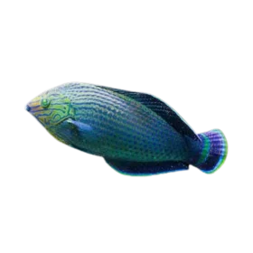 Dusky Wrasse Fish