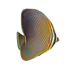 Eastern Triangle Butterfly