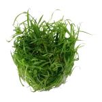 Echinodorus Tennelus - Micro