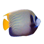 Emperor Angel Adult Fish