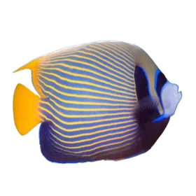 Emperor Angel Adult Fish