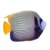 Emperor Angel Adult Fish