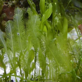 Feather Caulerpa Algae