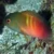 Fire-tail Devil Dottyback