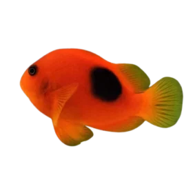 Fire Clownfish (Large Size) (Amphiprion ephippium)