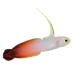 Fire Gobyfish (Nemateleotris magnifica)
