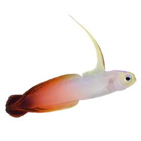 Fire Gobyfish (Nemateleotris magnifica)