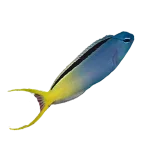 Forktail Blenny (Meiacanthus atrodorsalis)