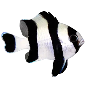 Four Stripe Damselfish (Dascyllus melanurus)